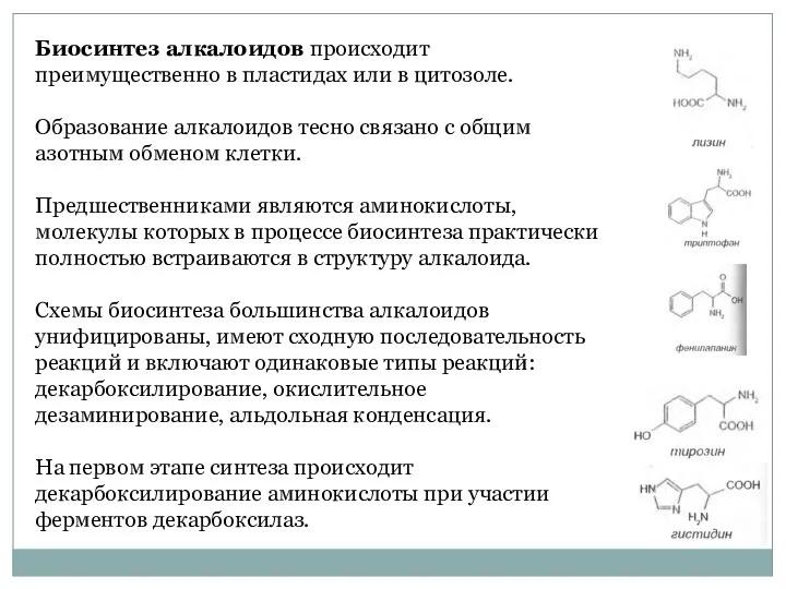 Биосинтез алкалоидов происходит преимущественно в пластидах или в цитозоле. Образование