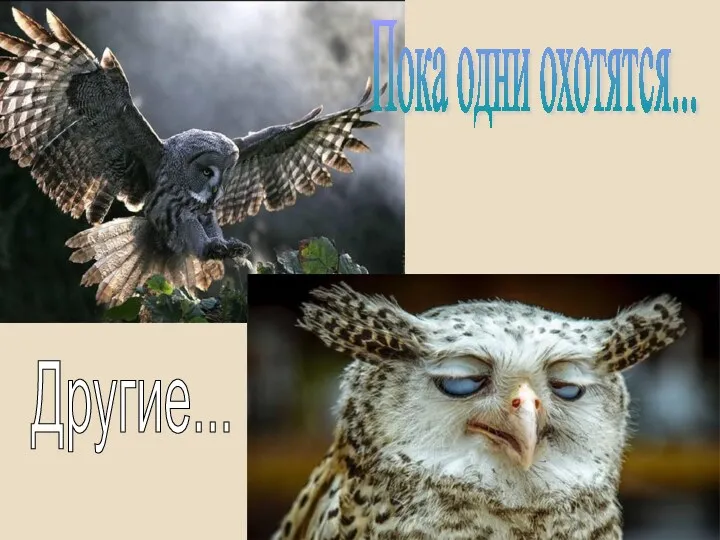 Пока одни охотятся... Другие...