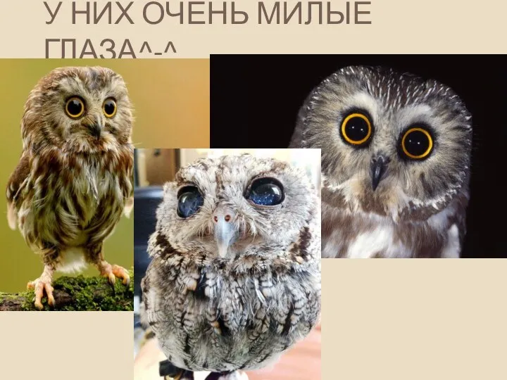 У НИХ ОЧЕНЬ МИЛЫЕ ГЛАЗА^-^