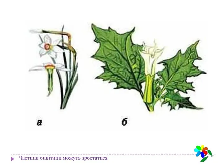 Частини оцвітини можуть зростатися