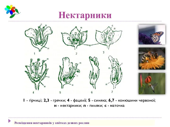 Нектарники 1 - гірчиці; 2,3 - гречки; 4 - фацелії;