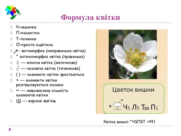 Формула квітки Ч-чашечка П-пелюстки Т-тичинки О-проста оцвітина - зигоморфна (неправильна