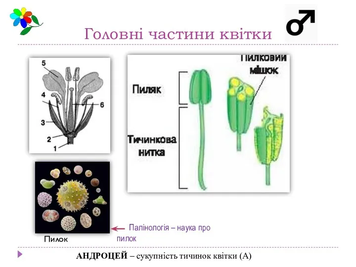 Головні частини квітки АНДРОЦЕЙ – сукупність тичинок квітки (А) Палінологія – наука про пилок Пилок