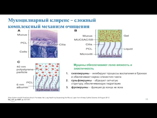 Мукоцилиарный клиренс – сложный комплексный механизм очищения Brian Button et