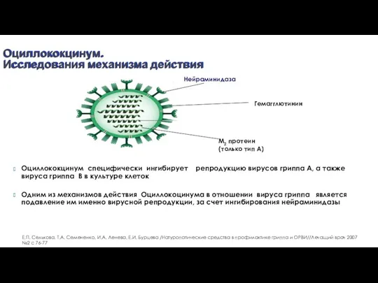 Оциллококцинум специфически ингибирует репродукцию вирусов гриппа А, а также вируса