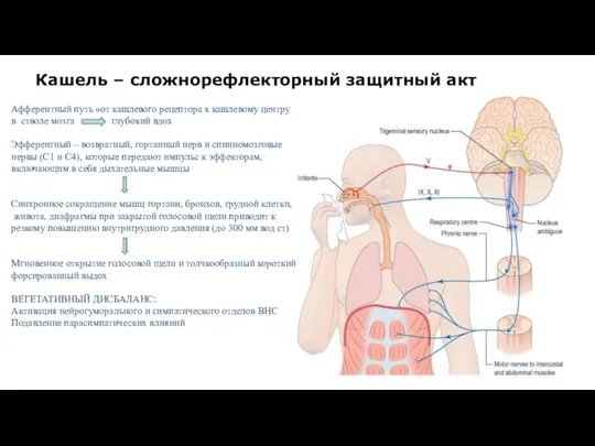 Кашель – сложнорефлекторный защитный акт Афферентный путь «от кашлевого рецептора