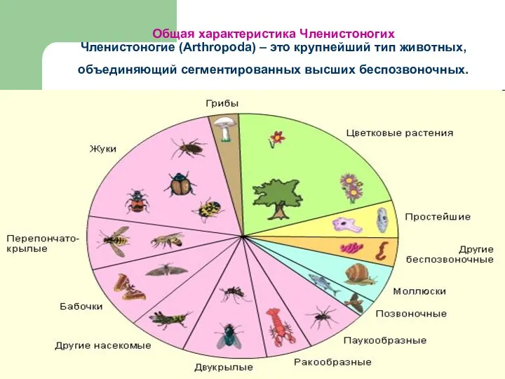 Общая характеристика Членистоногих Членистоногие (Arthropoda) – это крупнейший тип животных, объединяющий сегментированных высших беспозвоночных.