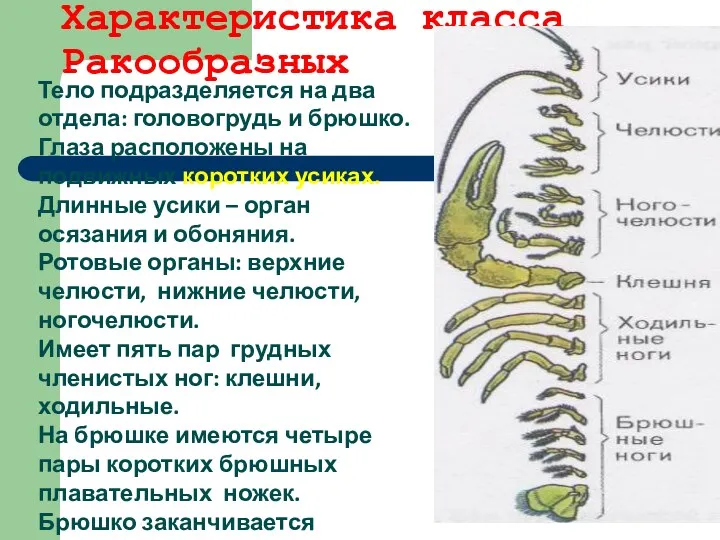 Характеристика класса Ракообразных Тело подразделяется на два отдела: головогрудь и