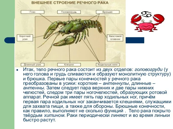 Итак, тело речного рака состоит из двух отделов: головогруди (у