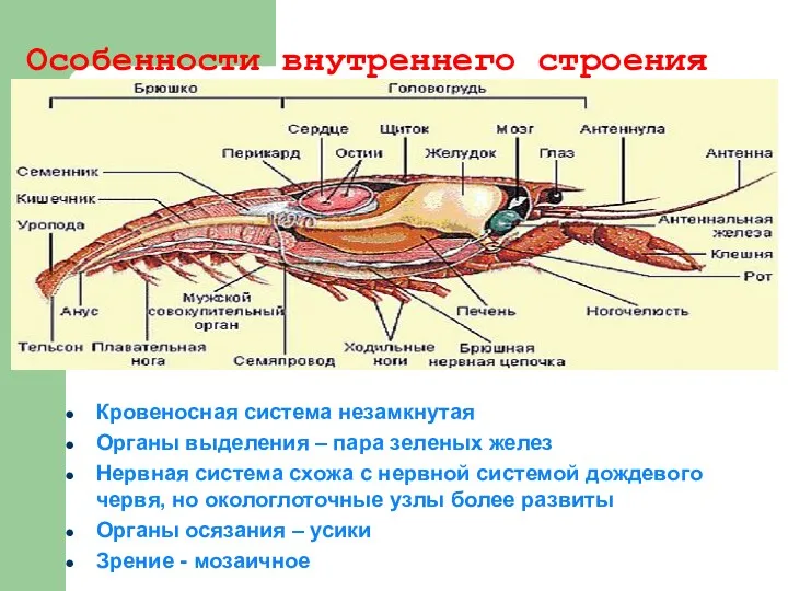 Особенности внутреннего строения Кровеносная система незамкнутая Органы выделения – пара