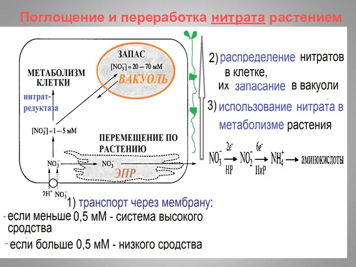 Поглощение и переработка нитрата растением