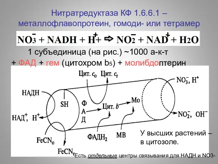 Нитратредуктаза КФ 1.6.6.1 – металлофлавопротеин, гомоди- или тетрамер + ФАД