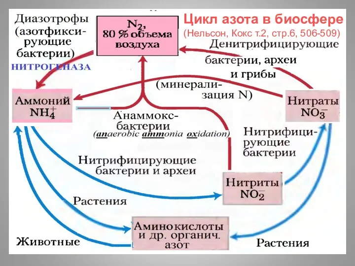 Цикл азота в биосфере (Нельсон, Кокс т.2, стр.6, 506-509)