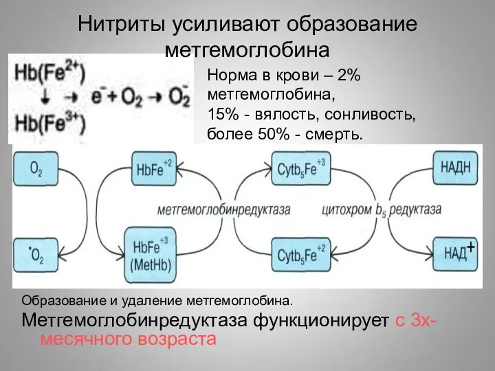 Нитриты усиливают образование метгемоглобина Образование и удаление метгемоглобина. Метгемоглобинредуктаза функционирует