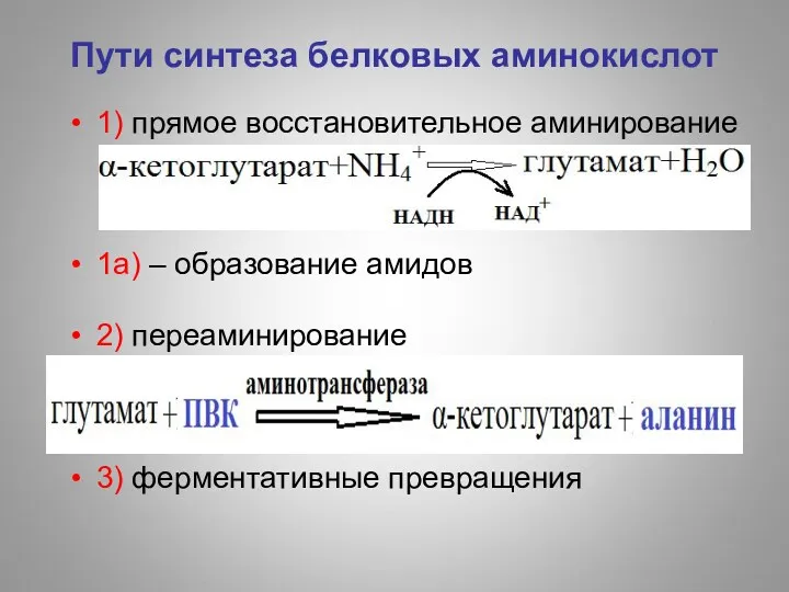 Пути синтеза белковых аминокислот 1) прямое восстановительное аминирование 1а) –