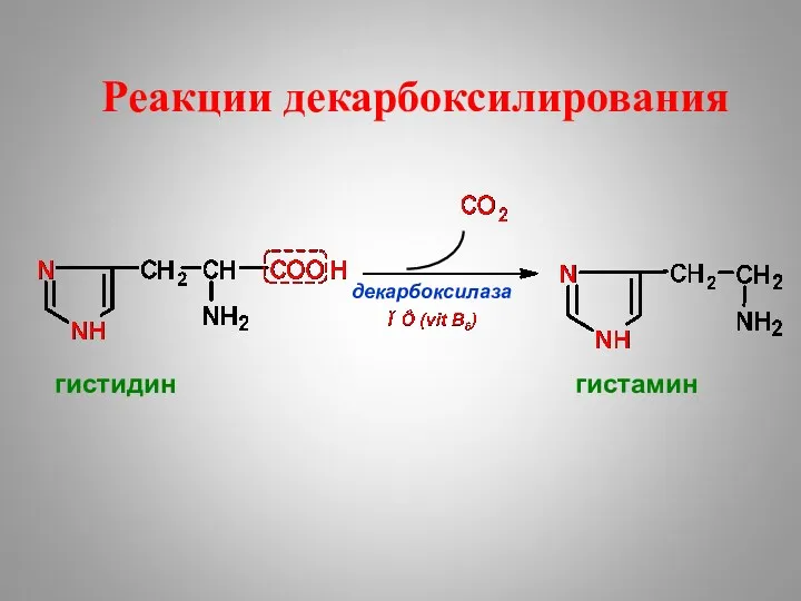 Реакции декарбоксилирования декарбоксилаза гистидин гистамин