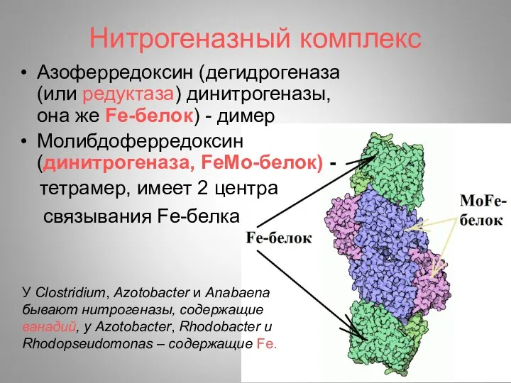 Нитрогеназный комплекс Азоферредоксин (дегидрогеназа (или редуктаза) динитрогеназы, она же Fe-белок)