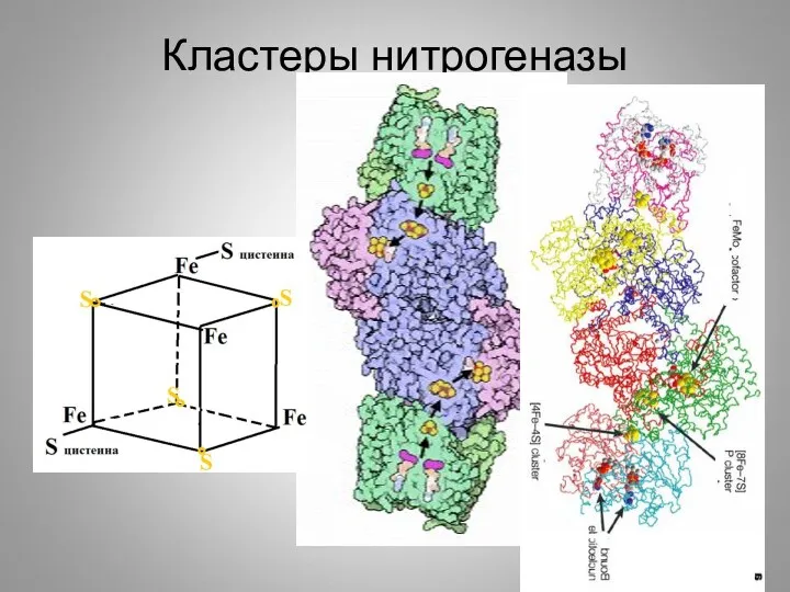 Кластеры нитрогеназы