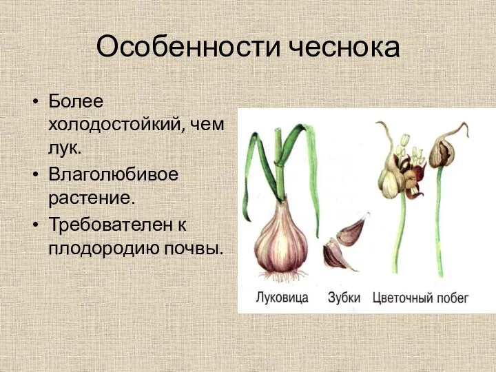 Особенности чеснока Более холодостойкий, чем лук. Влаголюбивое растение. Требователен к плодородию почвы.