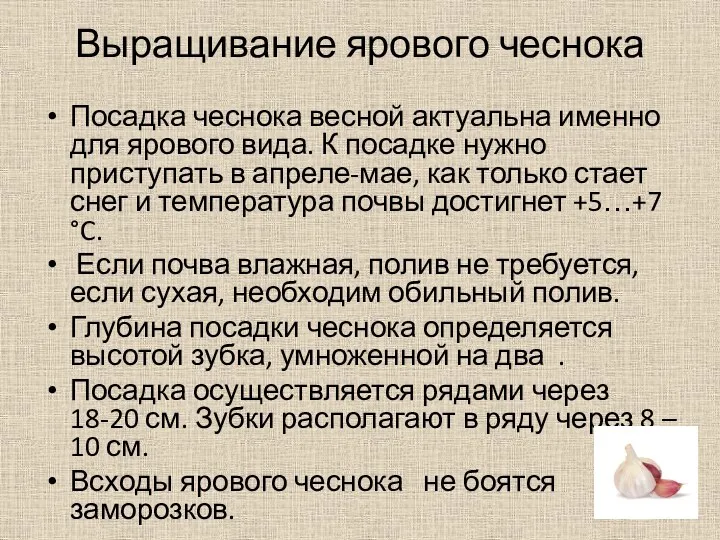 Выращивание ярового чеснока Посадка чеснока весной актуальна именно для ярового