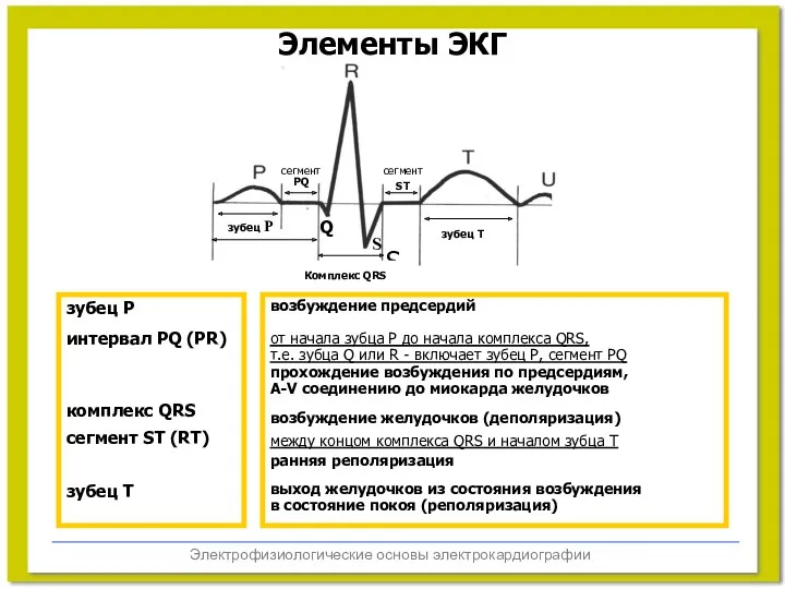 Электрофизиологические основы электрокардиографии Элементы ЭКГ возбуждение предсердий от начала зубца