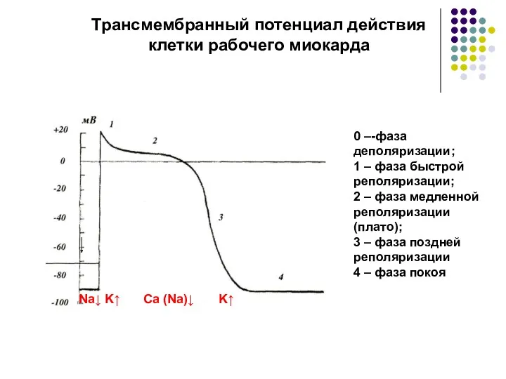 Na↓ K↑ Ca (Na)↓ K↑ 0 –-фаза деполяризации; 1 – фаза быстрой реполяризации;