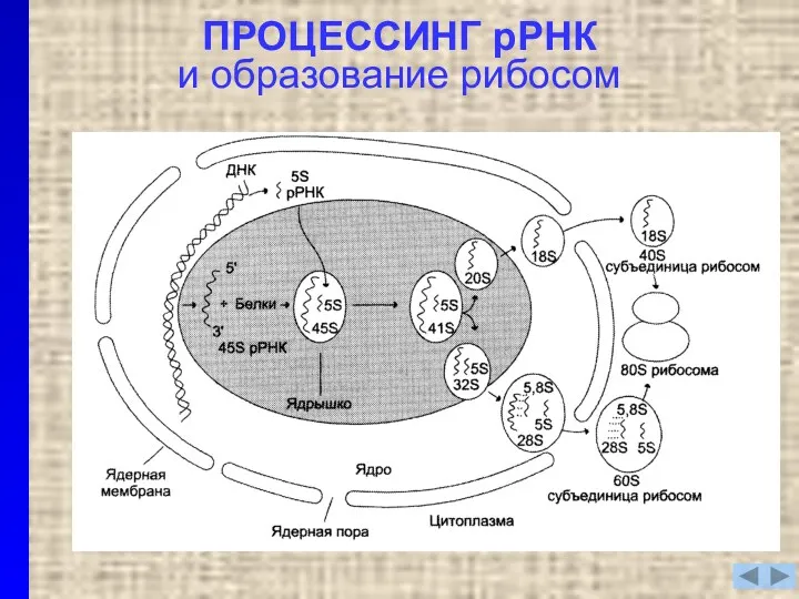 ПРОЦЕССИНГ рРНК и образование рибосом