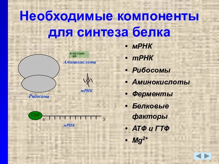 Рибосома тРНК Необходимые компоненты для синтеза белка мРНК тРНК Рибосомы