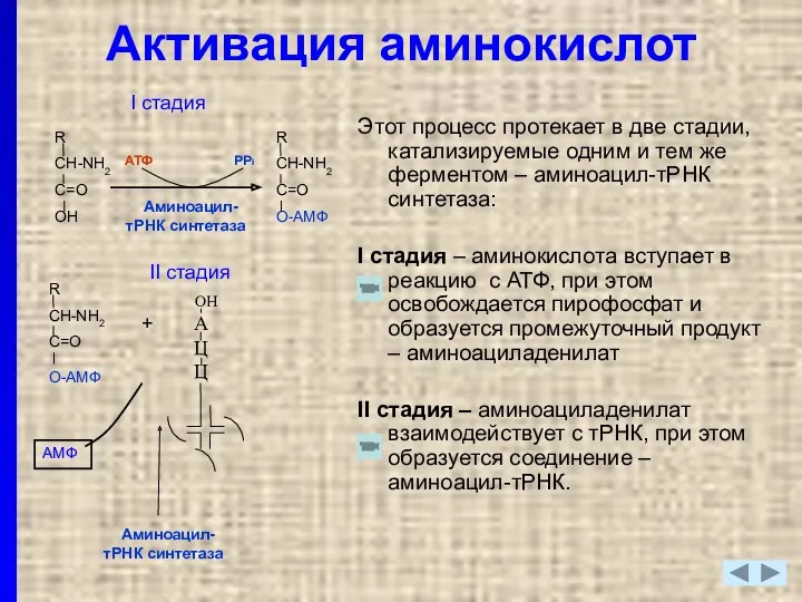 Этот процесс протекает в две стадии, катализируемые одним и тем