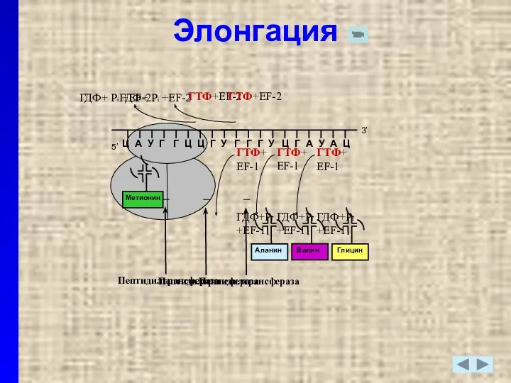 Элонгация 5’ Ц А У Г Г Ц Ц Г