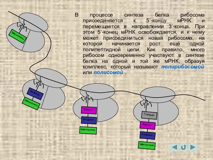 В процессе синтеза белка рибосома присоединяется к 5’-концу мРНК и