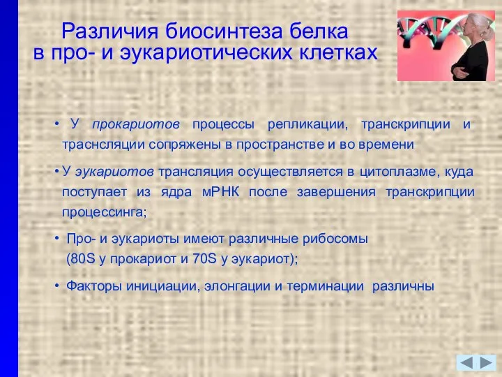 У прокариотов процессы репликации, транскрипции и траснсляции сопряжены в пространстве