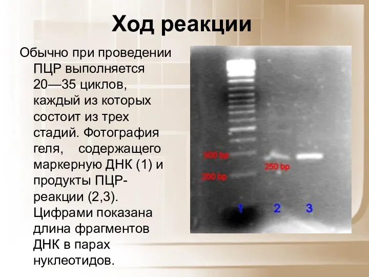 Ход реакции Обычно при проведении ПЦР выполняется 20—35 циклов, каждый