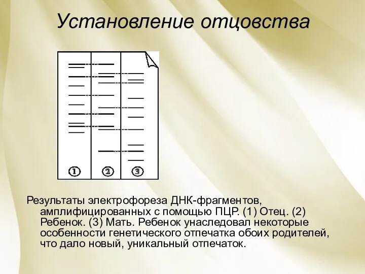 Установление отцовства Результаты электрофореза ДНК-фрагментов, амплифицированных с помощью ПЦР. (1)