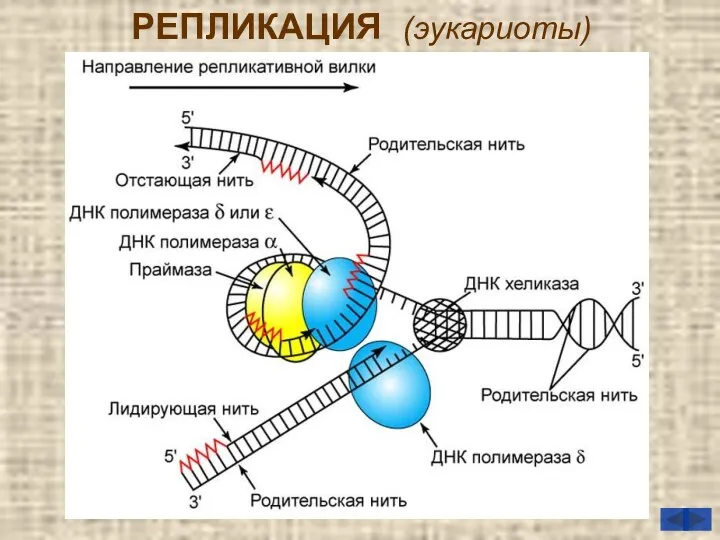 РЕПЛИКАЦИЯ (эукариоты)