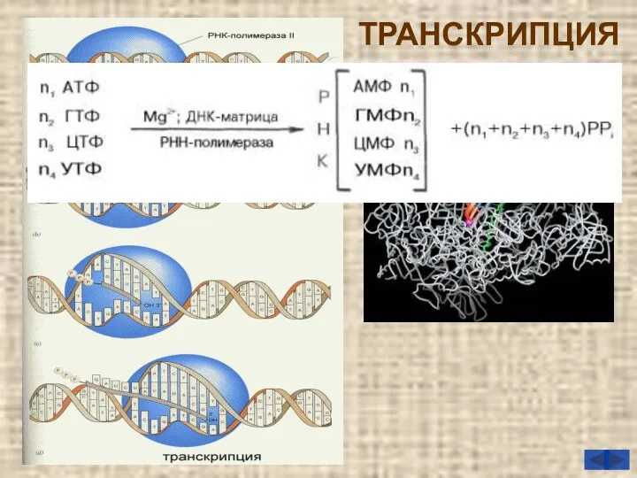 ТРАНСКРИПЦИЯ