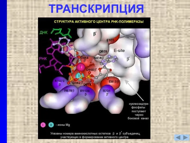 ТРАНСКРИПЦИЯ