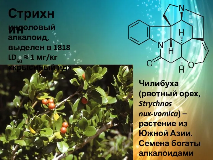 Стрихнин Чилибуха (рвотный орех, Strychnos nux-vomica) – растение из Южной