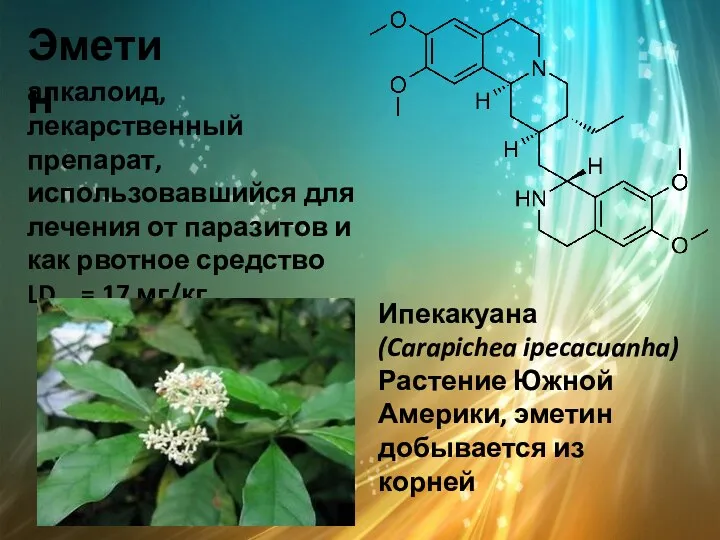 Эметин Ипекакуана (Carapichea ipecacuanha) Растение Южной Америки, эметин добывается из