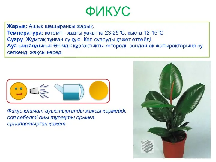 ФИКУС Жарық: Ашық шашыранқы жарық. Температура: көтемгі - жазғы уақытта