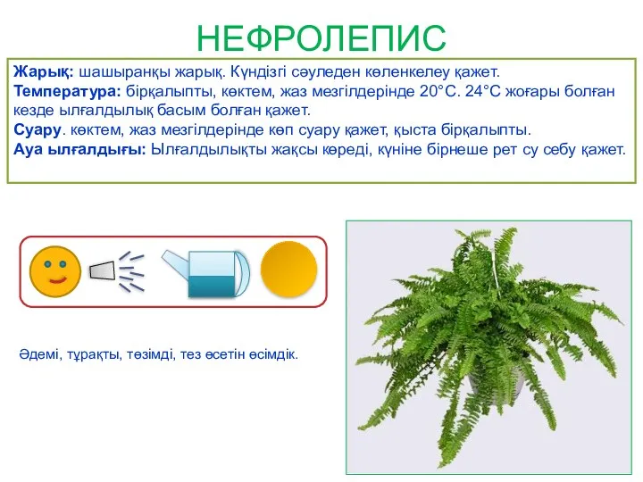 НЕФРОЛЕПИС Жарық: шашыранқы жарық. Күндізгі сәуледен көленкелеу қажет. Температура: бірқалыпты,