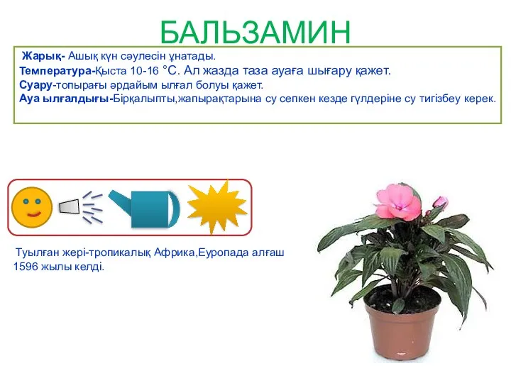 БАЛЬЗАМИН Жарық- Ашық күн сәулесін ұнатады. Температура-Қыста 10-16 °C. Ал