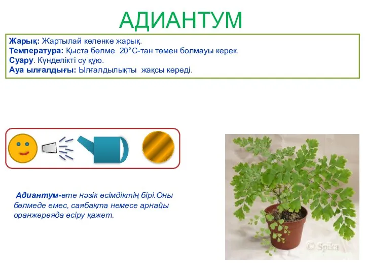 АДИАНТУМ Адиантум-өте нәзік өсімдіктің бірі.Оны бөлмеде емес, саябақта немесе арнайы