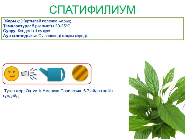 СПАТИФИЛИУМ Жарық: Жартылай көленке жарық. Температура: бірқалыпты 20-25°C. Суару. Күнделікті