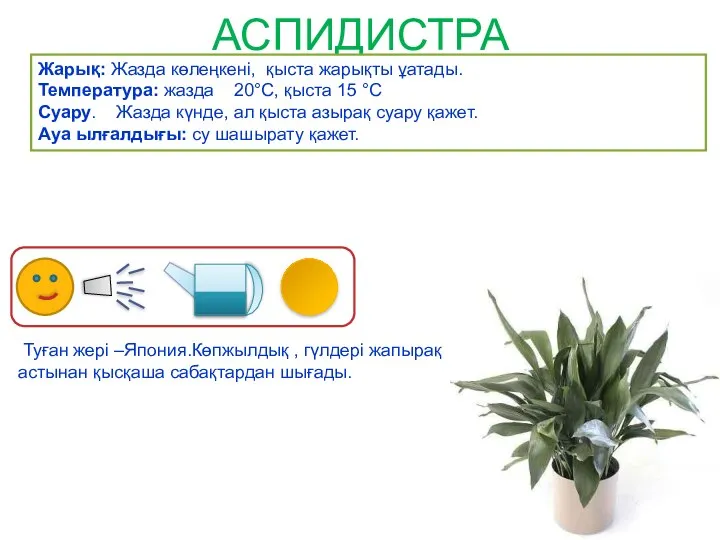 АСПИДИСТРА Туған жері –Япония.Көпжылдық , гүлдері жапырақ астынан қысқаша сабақтардан