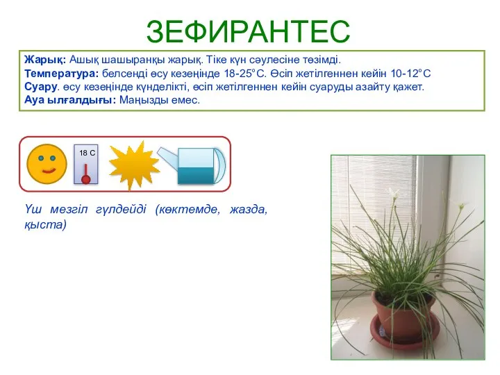 ЗЕФИРАНТЕС Жарық: Ашық шашыранқы жарық. Тіке күн сәулесіне төзімді. Температура: