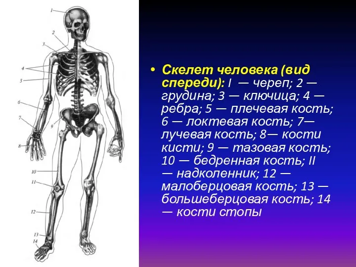 Скелет человека (вид спереди): I — череп; 2 — грудина;