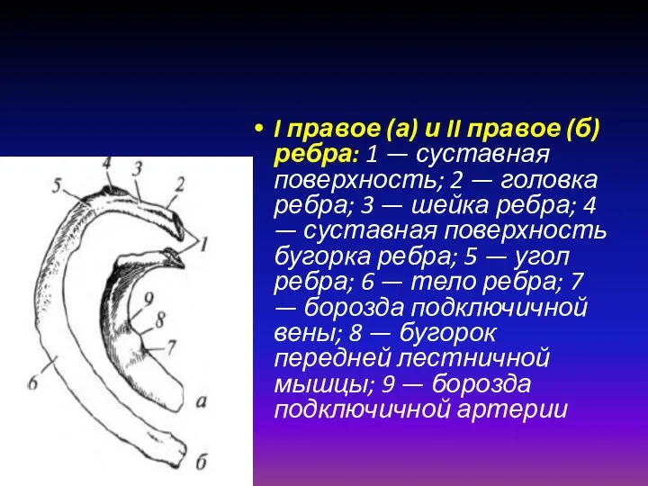 I правое (а) и II правое (б) ребра: 1 —