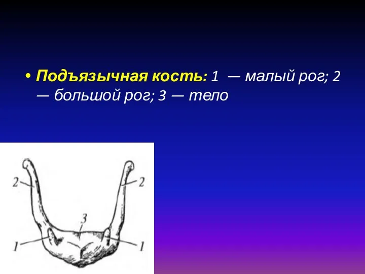 Подъязычная кость: 1 — малый рог; 2 — большой рог; 3 — тело