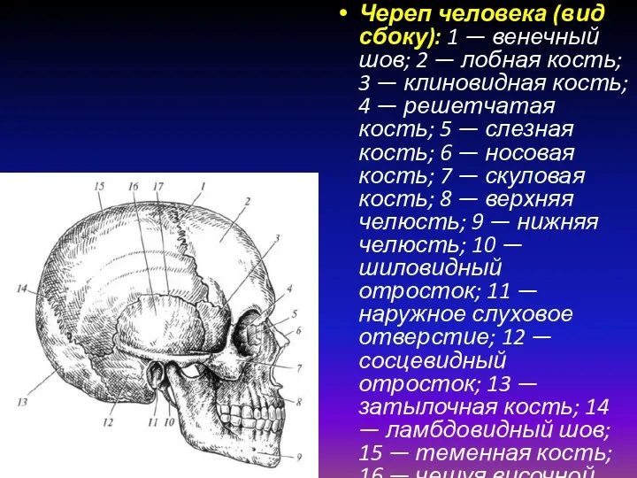 Череп человека (вид сбоку): 1 — венечный шов; 2 —